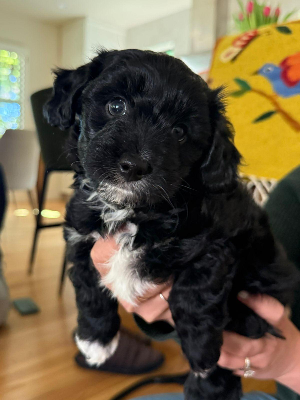 Ash, adopted, Puppy Male Spaniel & Poodle.
