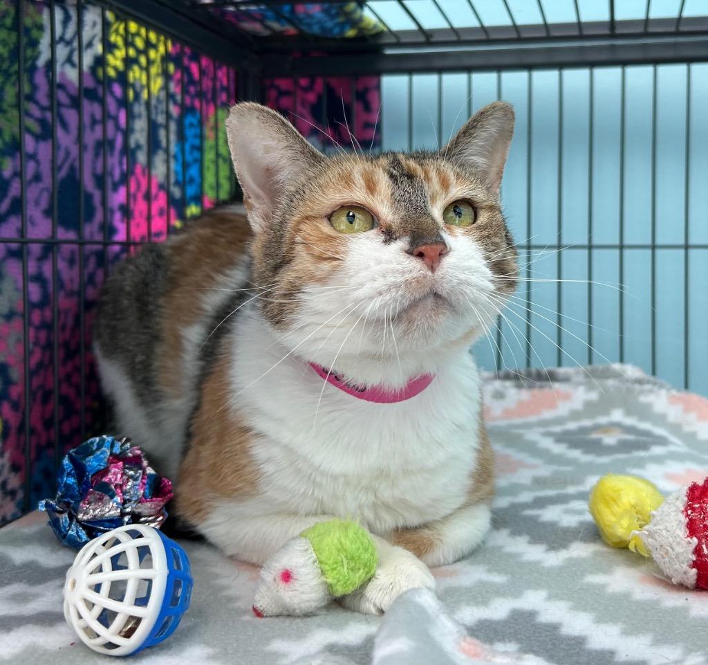 Rainbow, Adoptable, Adult Female Domestic Short Hair.
