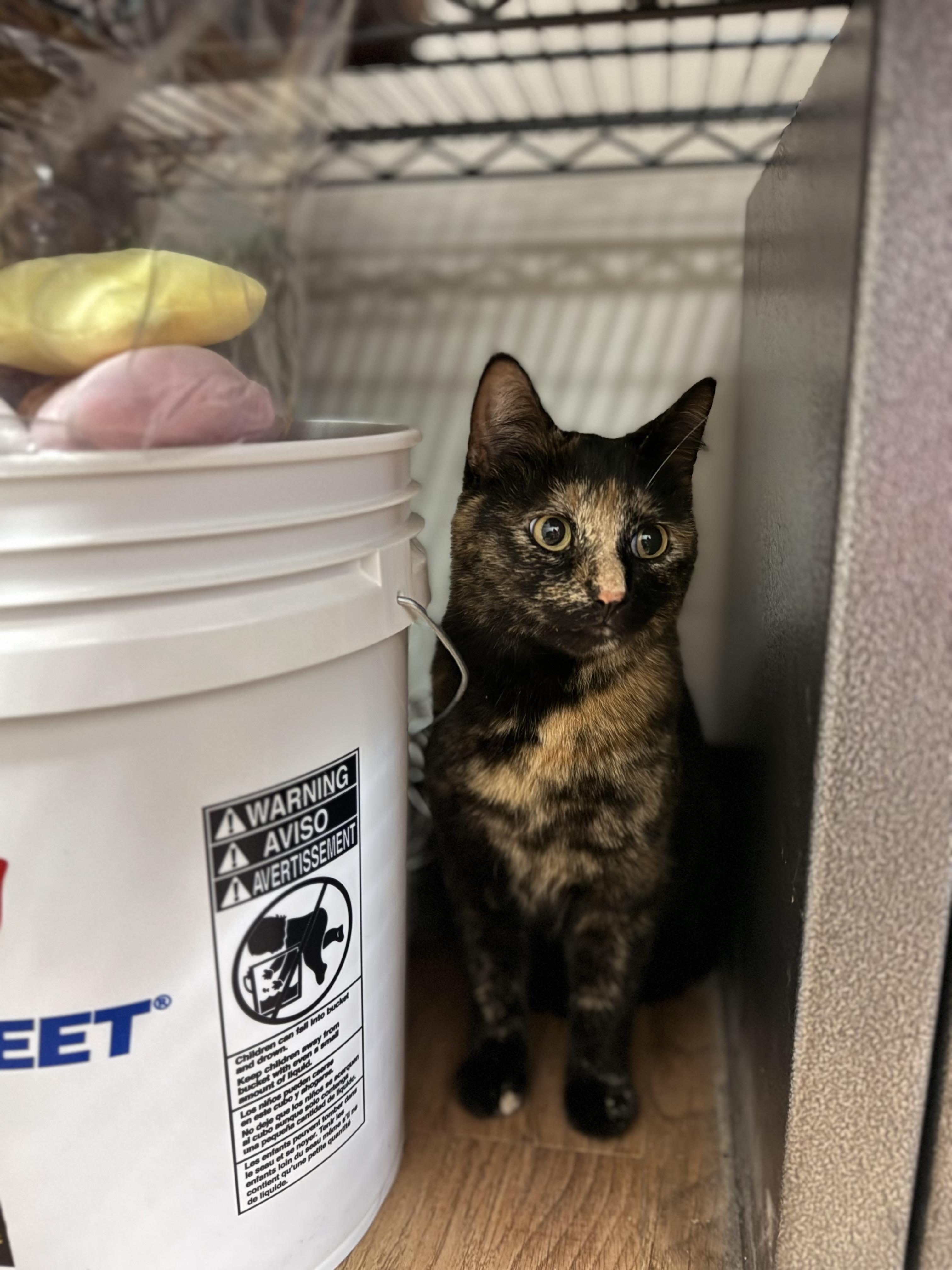 Sienna, ADOPTABLE, Adult Female Domestic Short Hair.