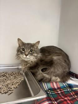 Enlarge Snivie, an adopted Domestic Long Hair in King George, VA image 1/1