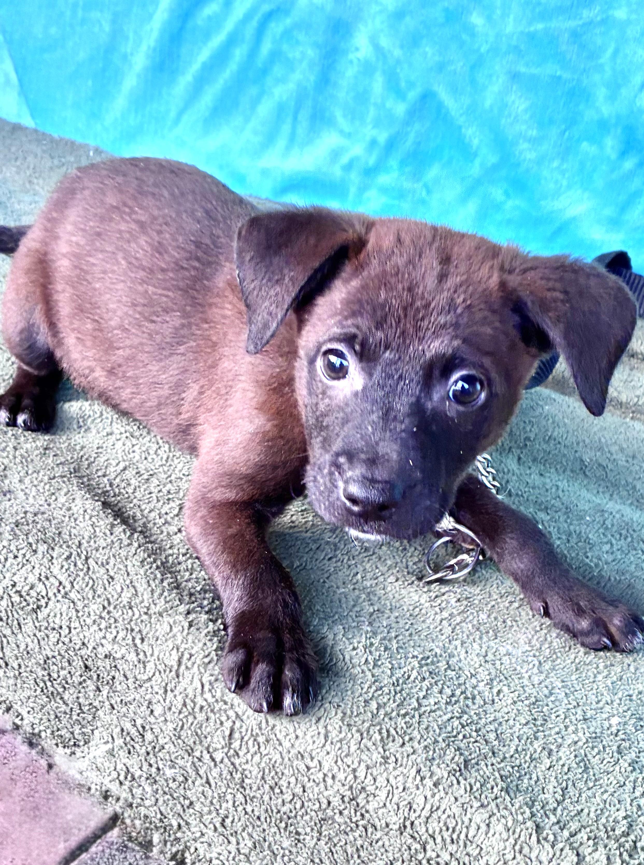 Enlarge Wrenee, a Adoptable mixed breed in West Chicago, IL image 2/3