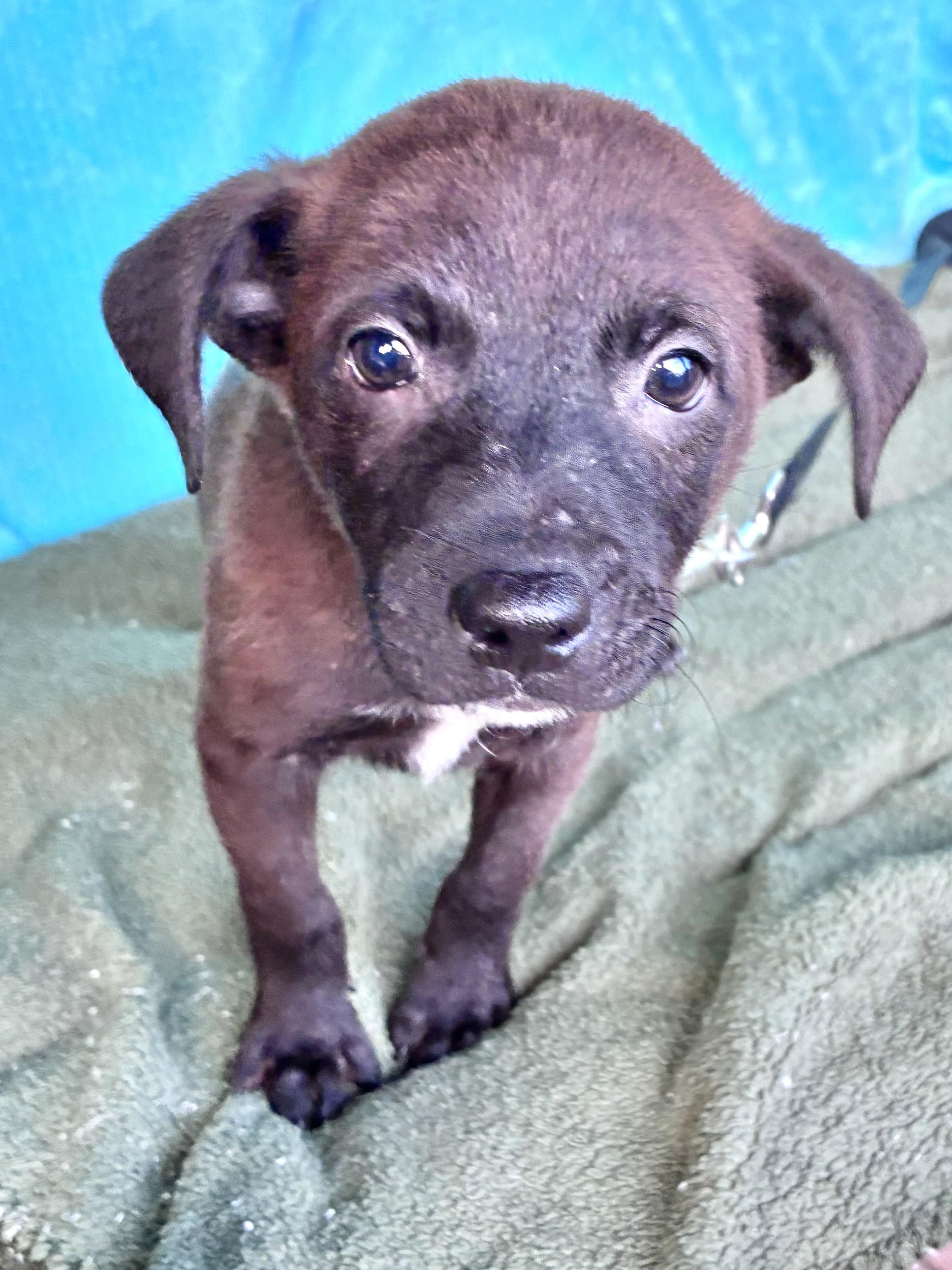Enlarge Wrenee, a Adoptable mixed breed in West Chicago, IL image 3/3