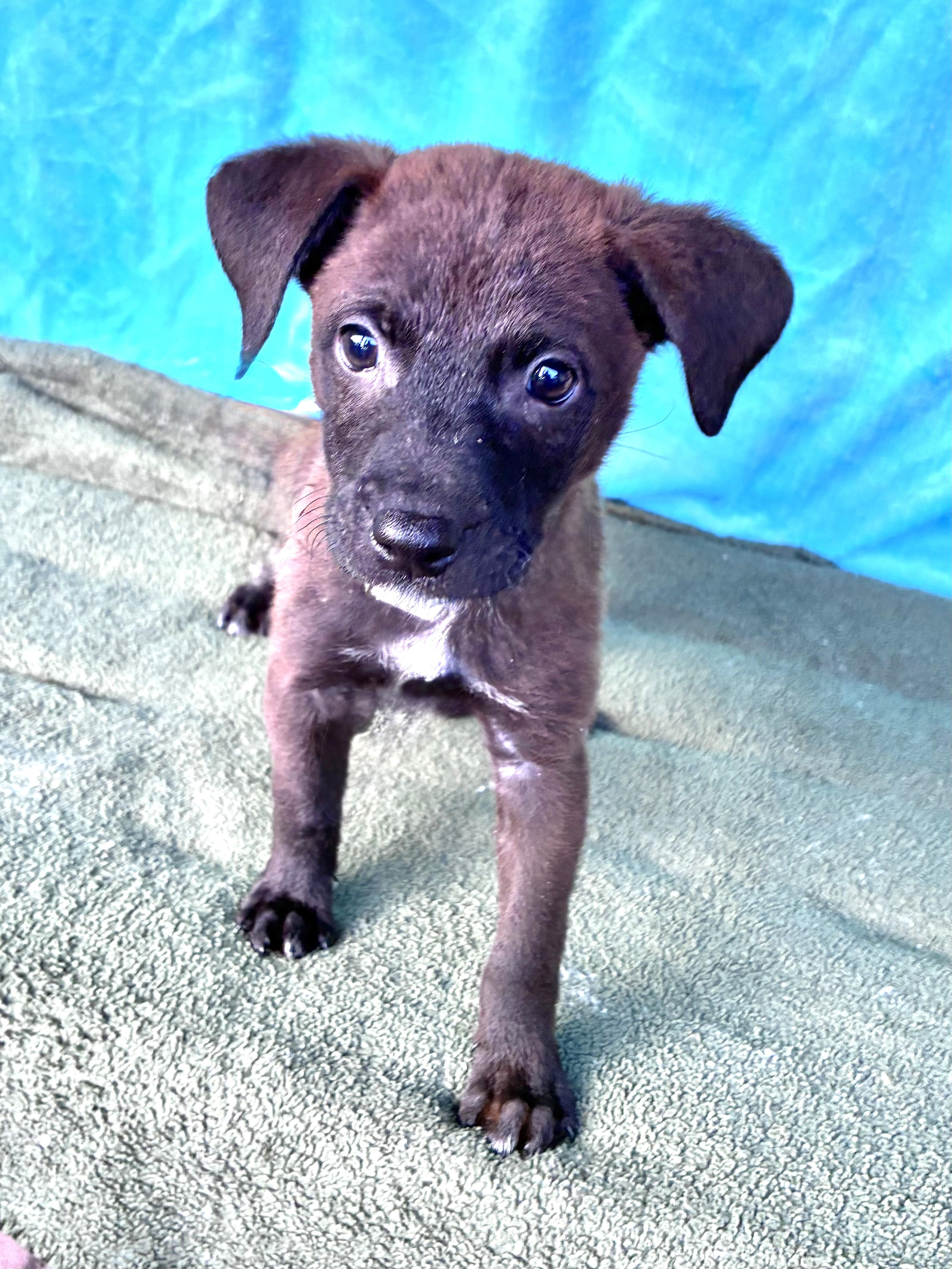 Enlarge Wrenee, a Adoptable mixed breed in West Chicago, IL image 1/3