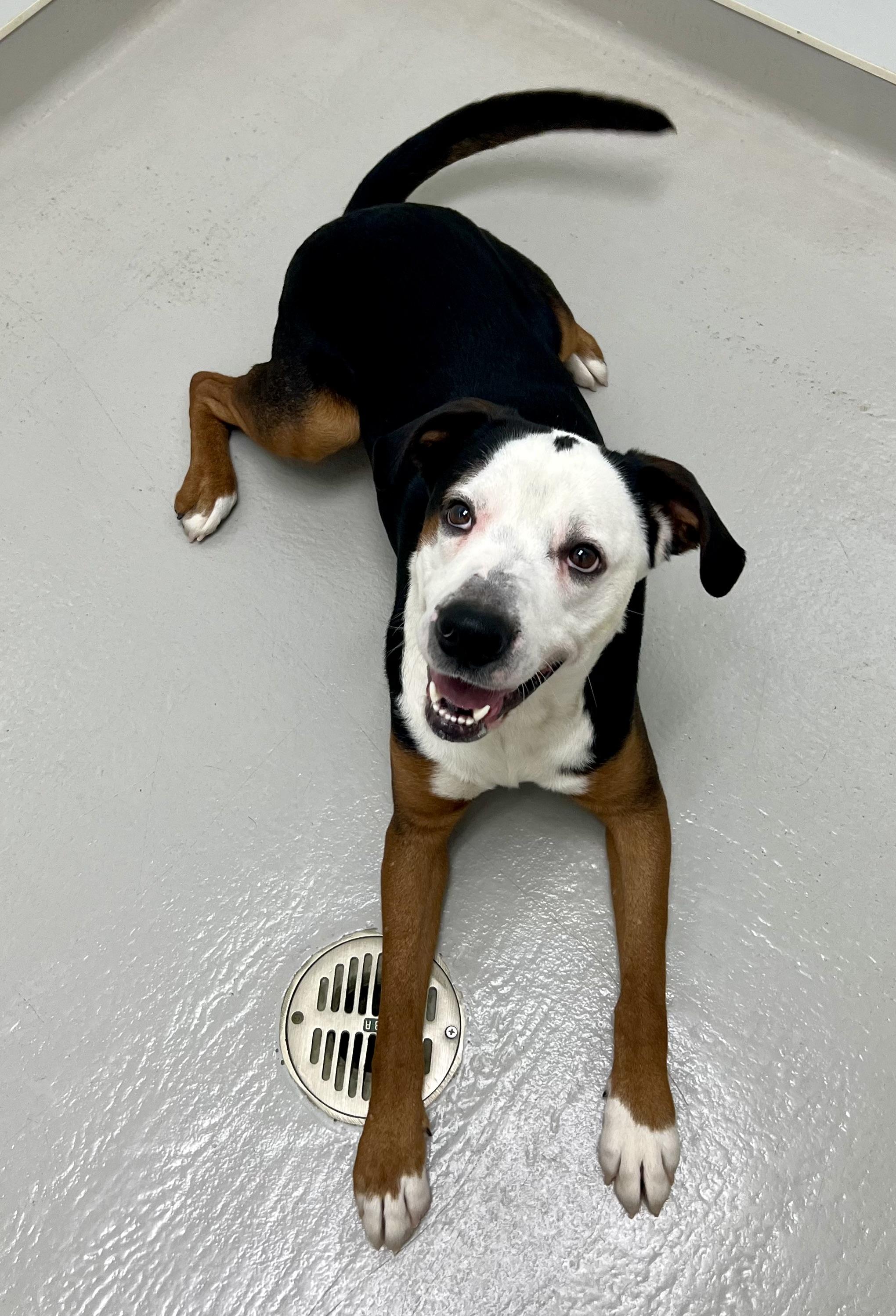 Enlarge Dodge, a ADOPTABLE mixed breed in Danville, IN image 3/4