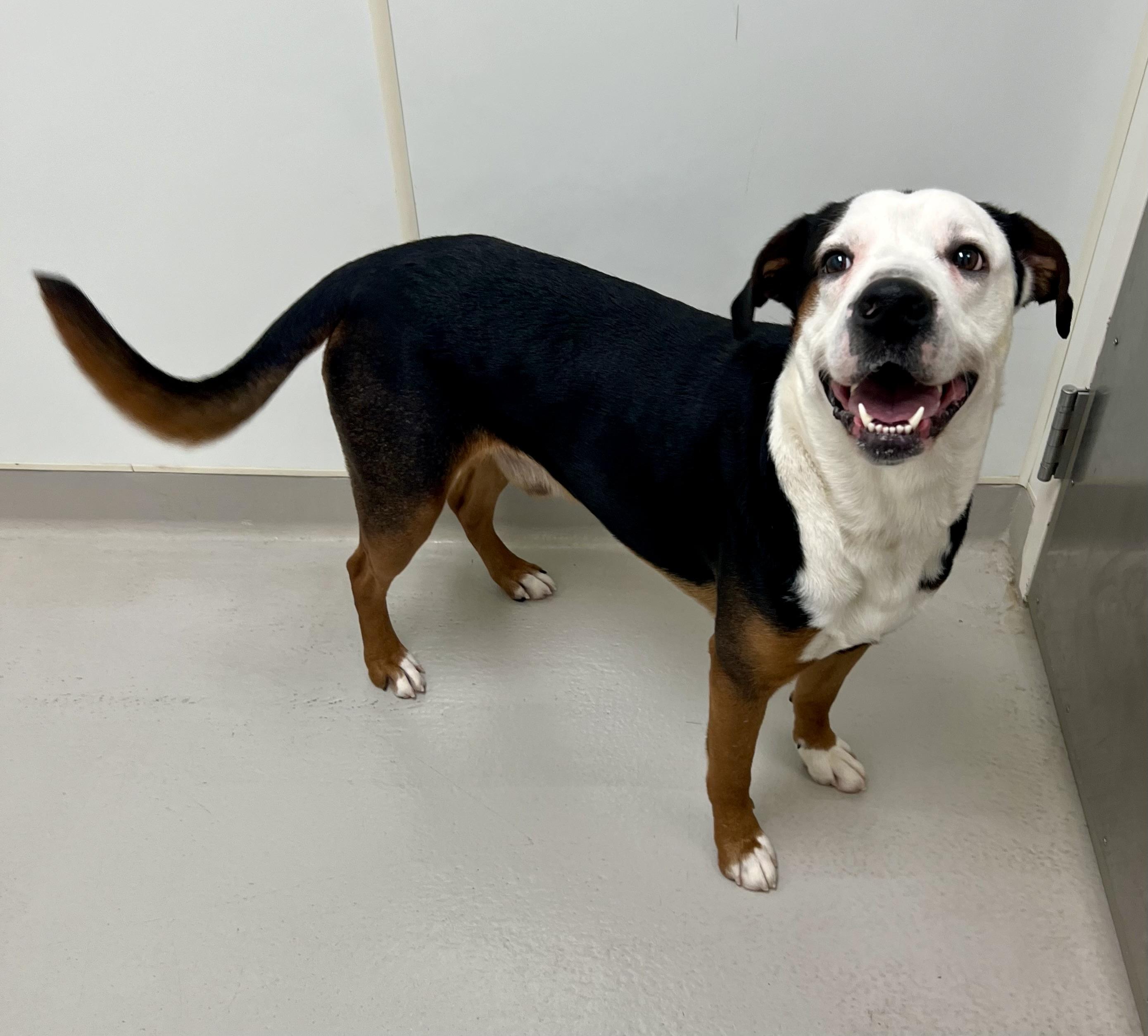 Enlarge Dodge, a ADOPTABLE mixed breed in Danville, IN image 4/4