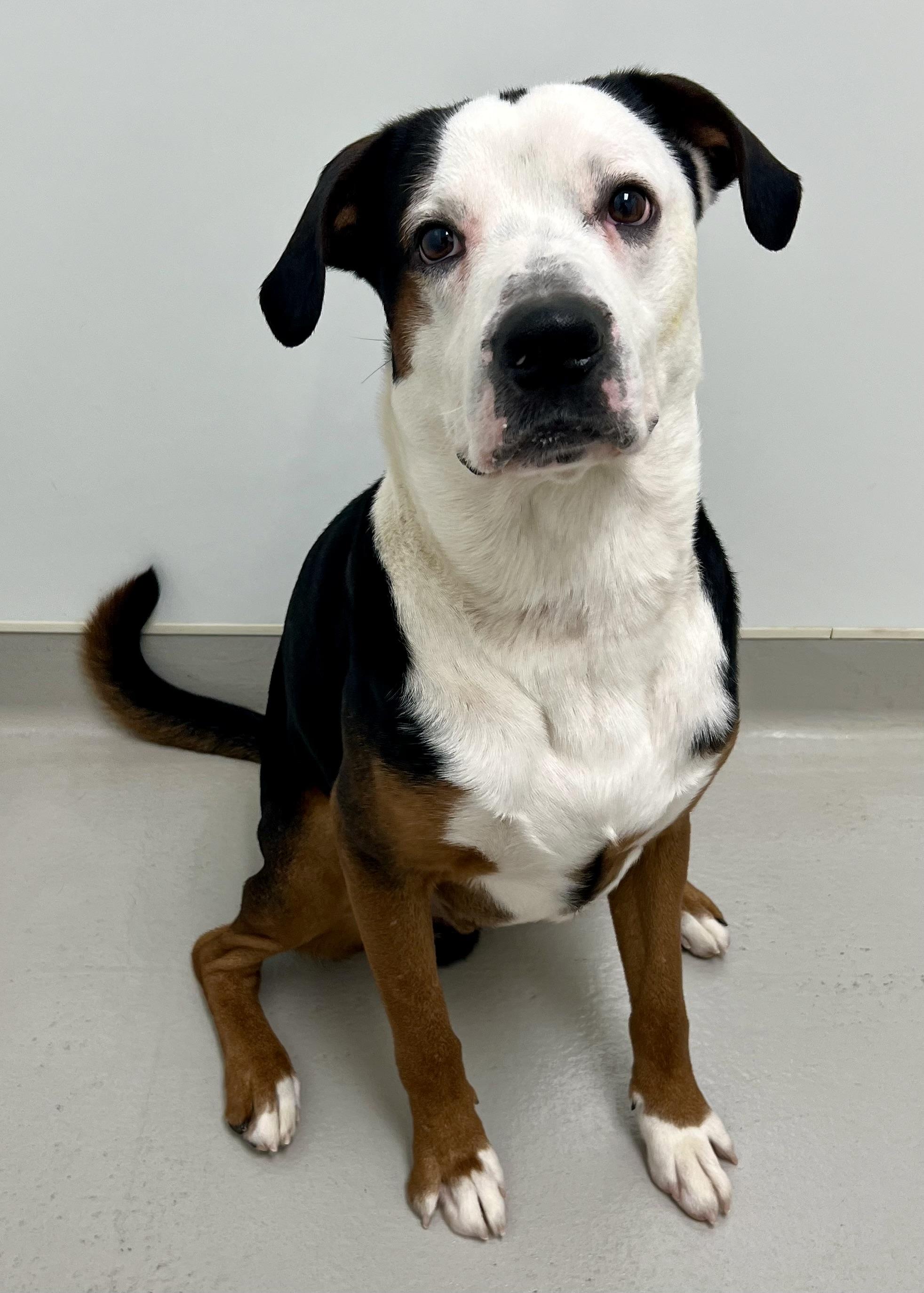 Enlarge Dodge, a ADOPTABLE mixed breed in Danville, IN image 2/4