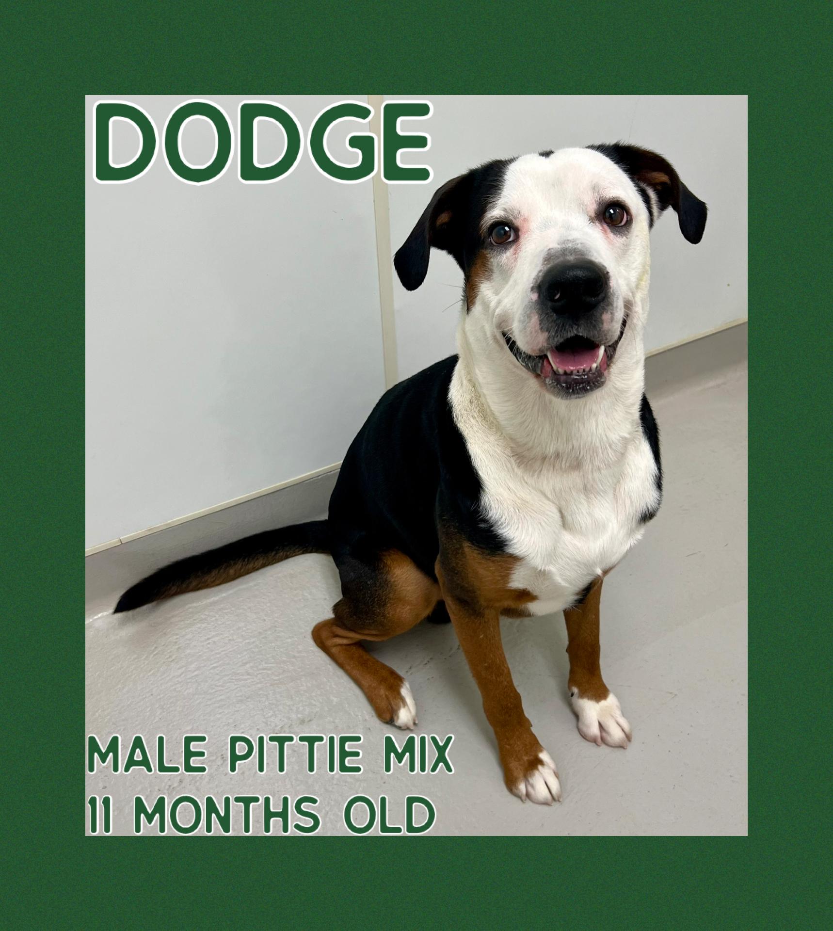 Dodge, ADOPTABLE, Young Male Pit Bull Terrier.