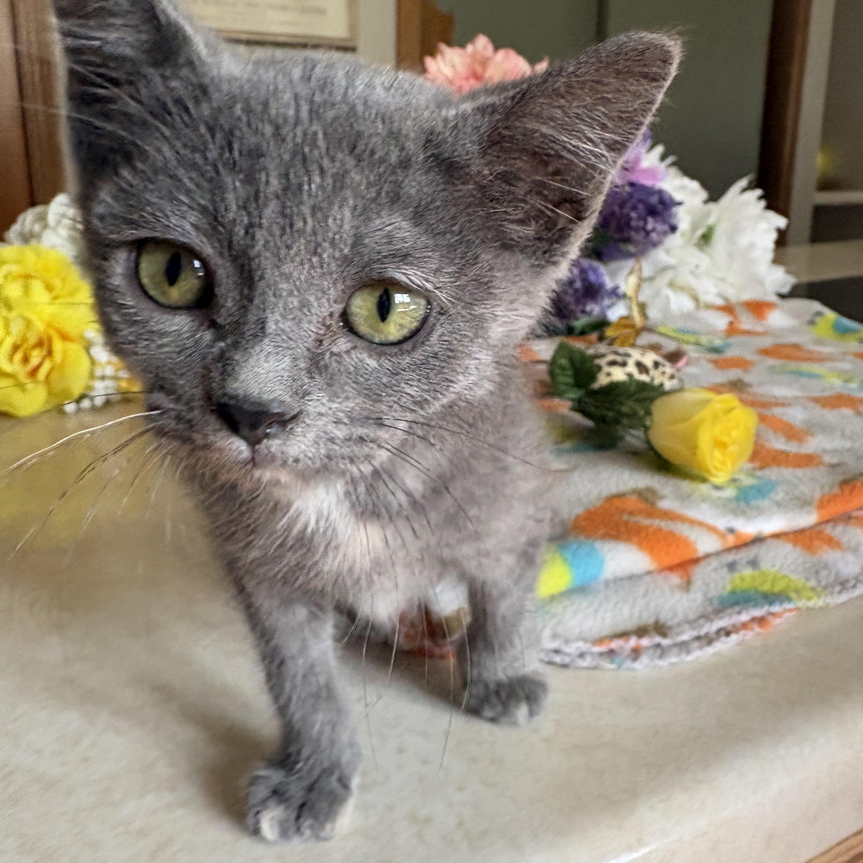 Enlarge Pinky Toes, a Adoptable Domestic Short Hair in Butte, MT image 3/3