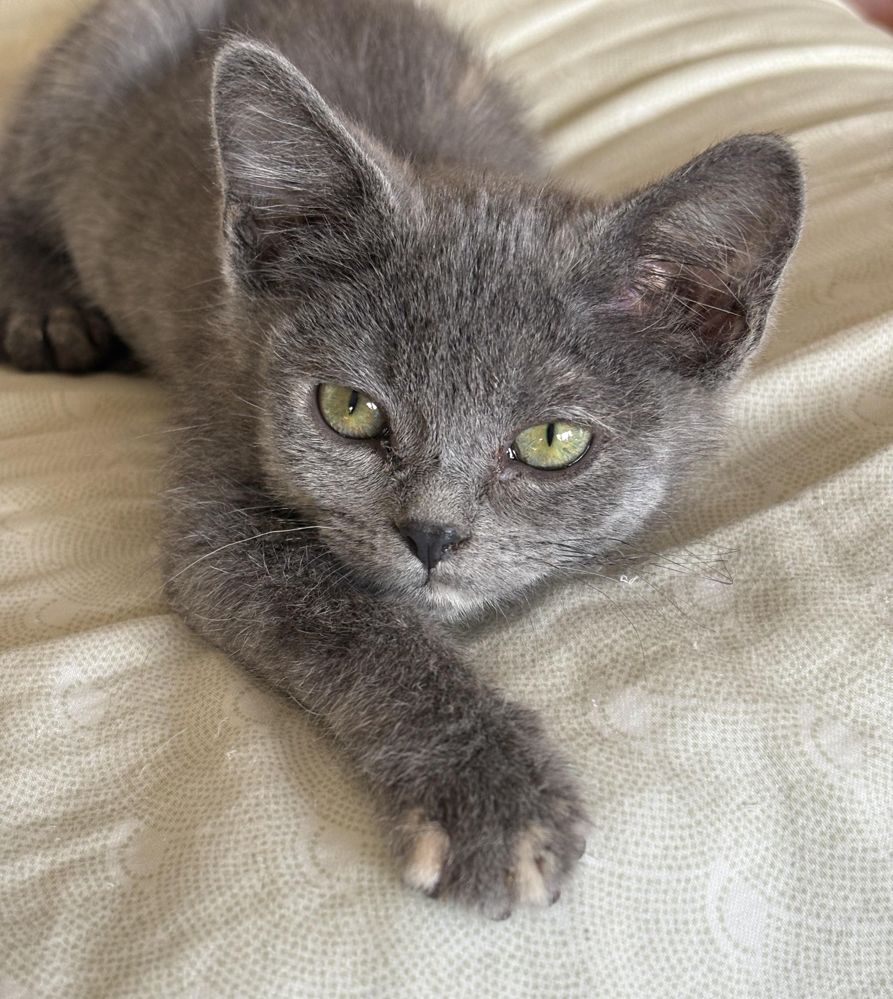 Enlarge Pinky Toes, a Adoptable Domestic Short Hair in Butte, MT image 2/3