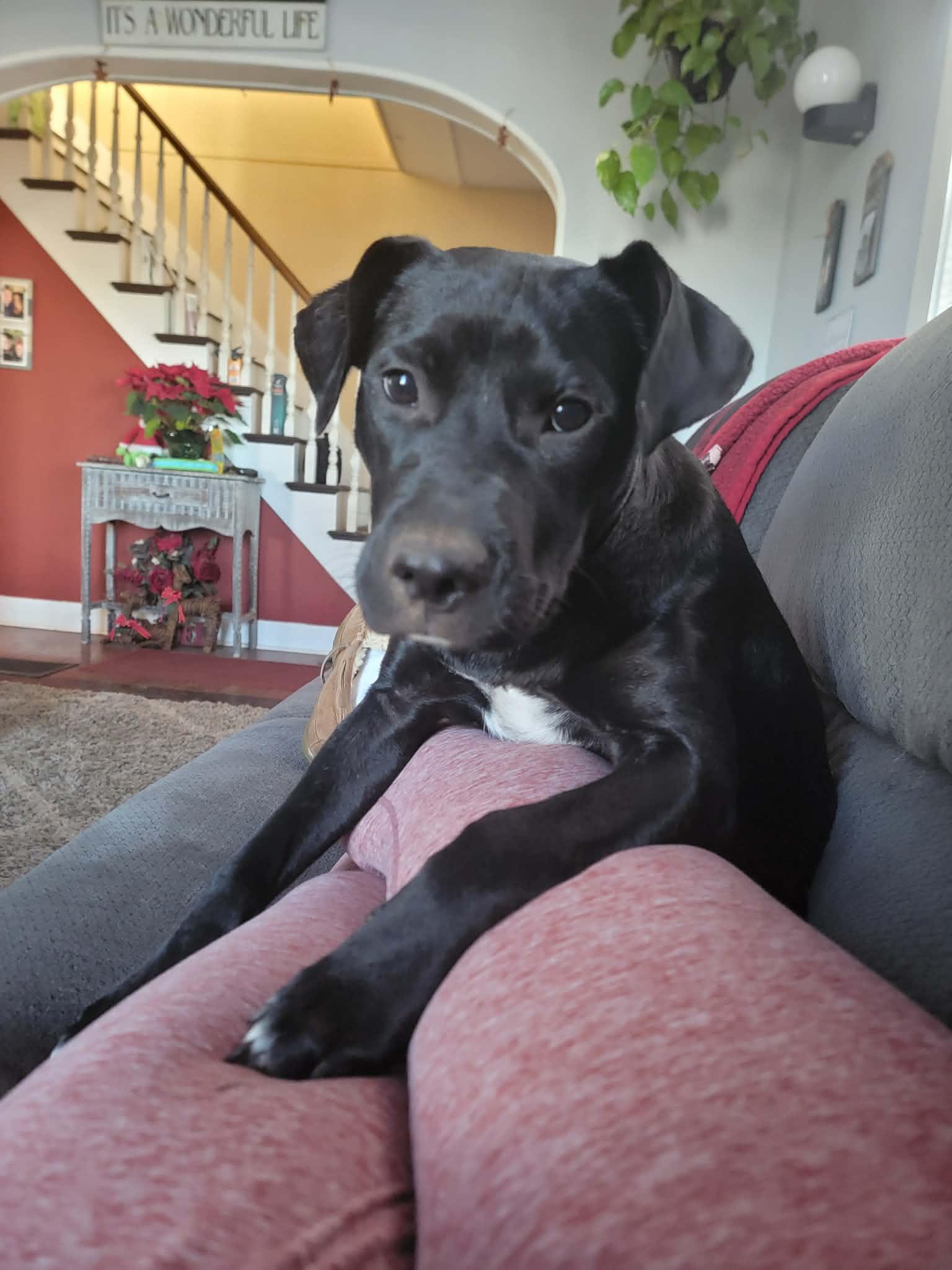 Enlarge Halo, a Adoptable mixed breed in New Milford, CT image 3/4