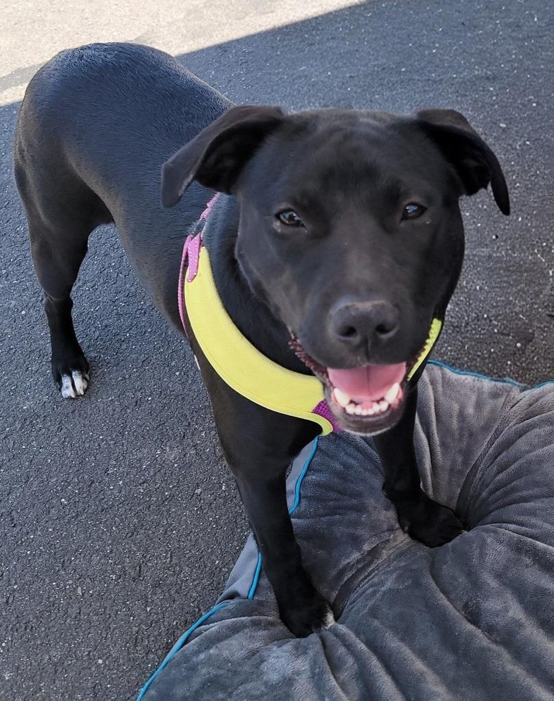 Halo, Adoptable, Young Female Black Labrador Retriever & American Staffordshire Terrier.