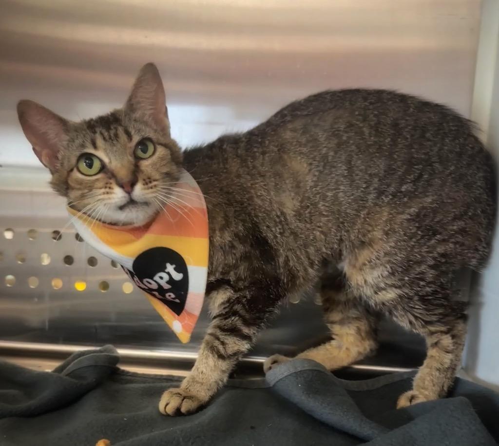 Buffy, Adoptable, Young Female Domestic Short Hair.