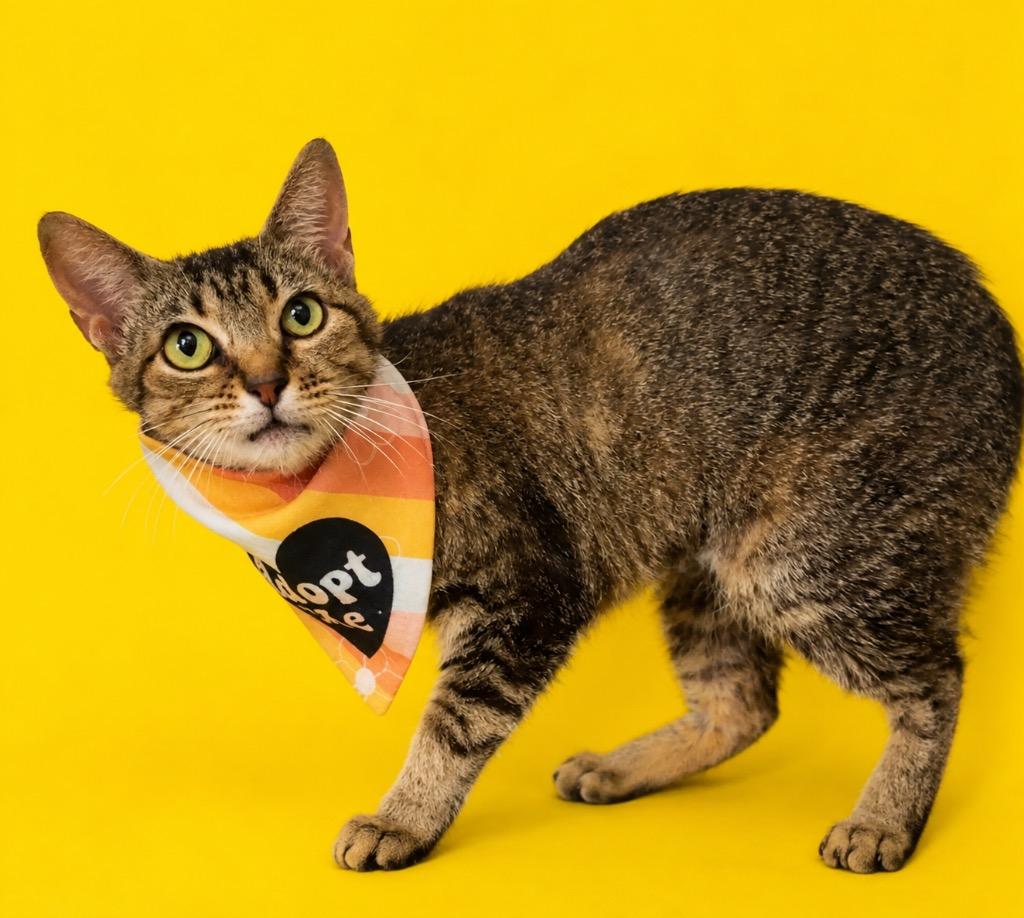 Buffy, a Adoptable mixed breed in Columbia, TN image 2/2