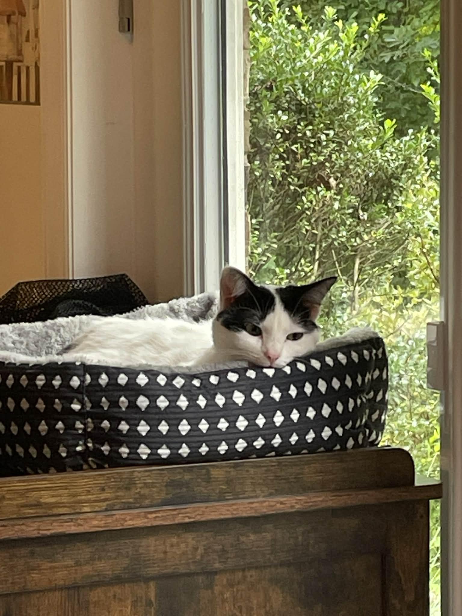 Pebbles, a Adoptable Domestic Short Hair in Charlotte, NC image 3/6