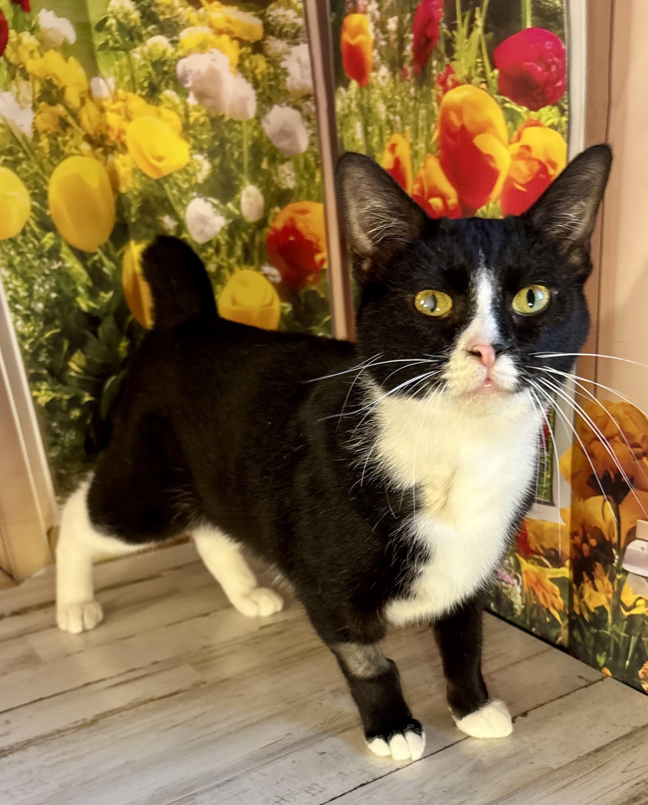 Enlarge Bunny and Peep, a ADOPTABLE Domestic Short Hair in Orient, OH image 3/5