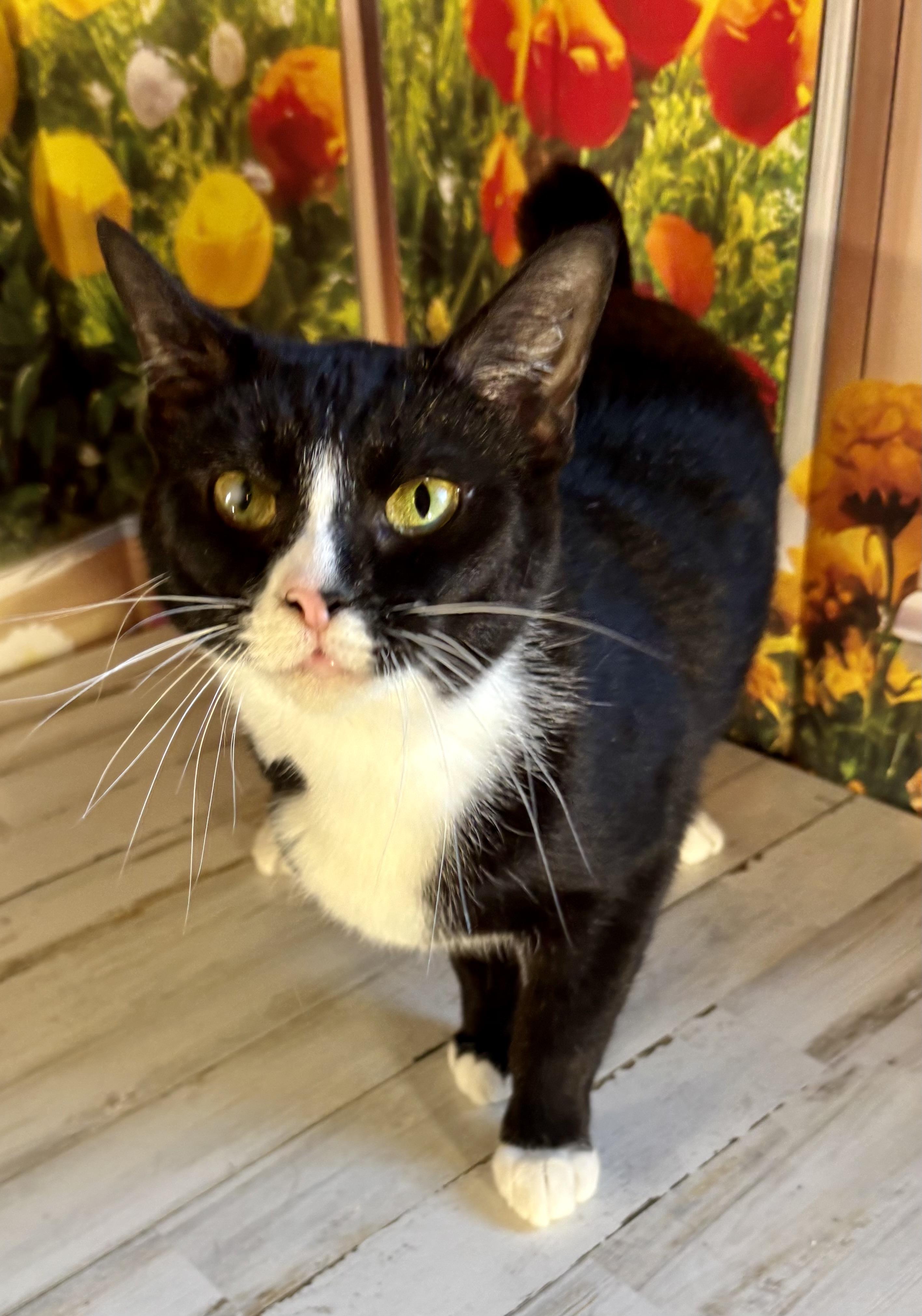 Enlarge Bunny and Peep, a ADOPTABLE Domestic Short Hair in Orient, OH image 5/5