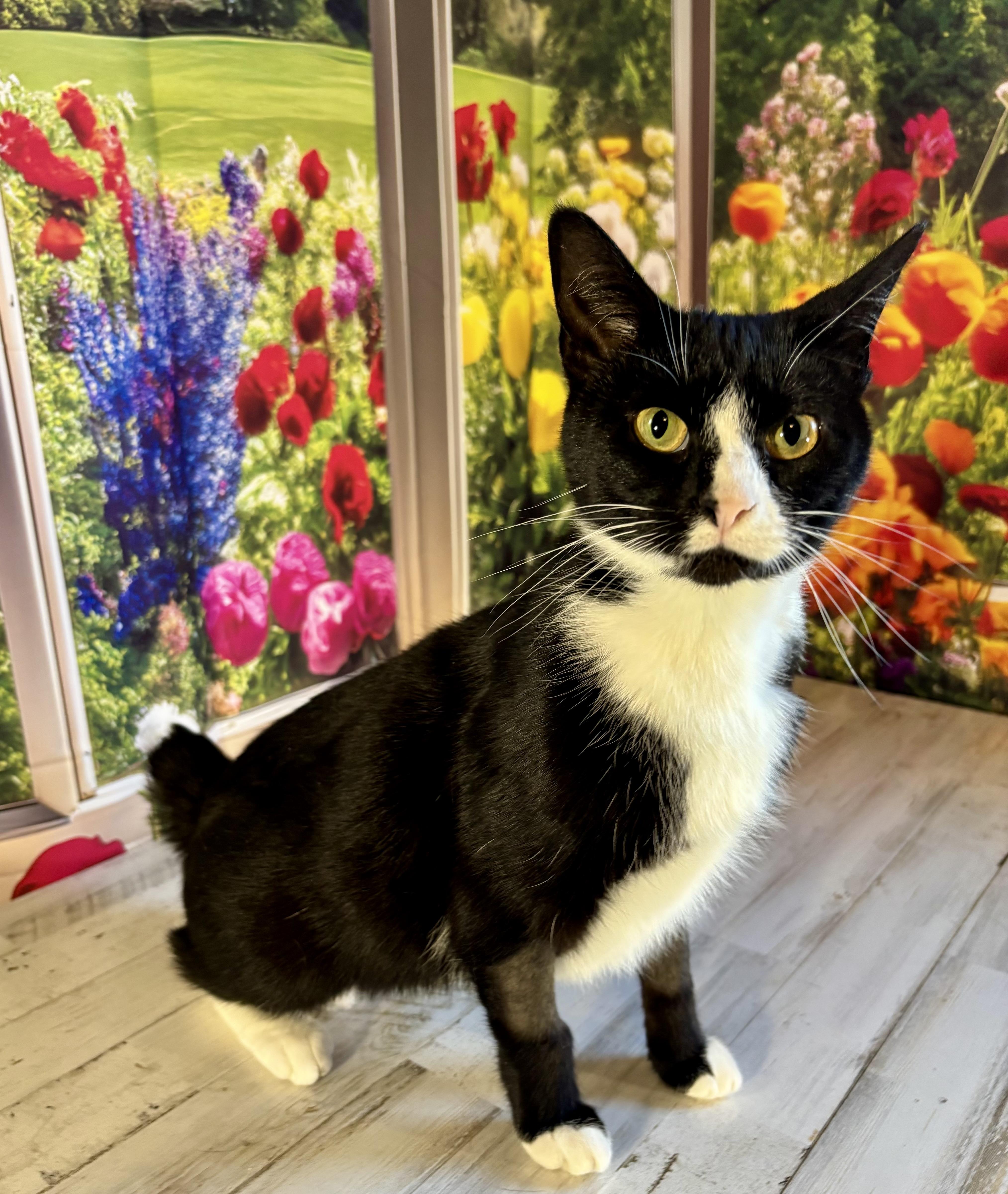 Enlarge Bunny and Peep, a ADOPTABLE Domestic Short Hair in Orient, OH image 2/5