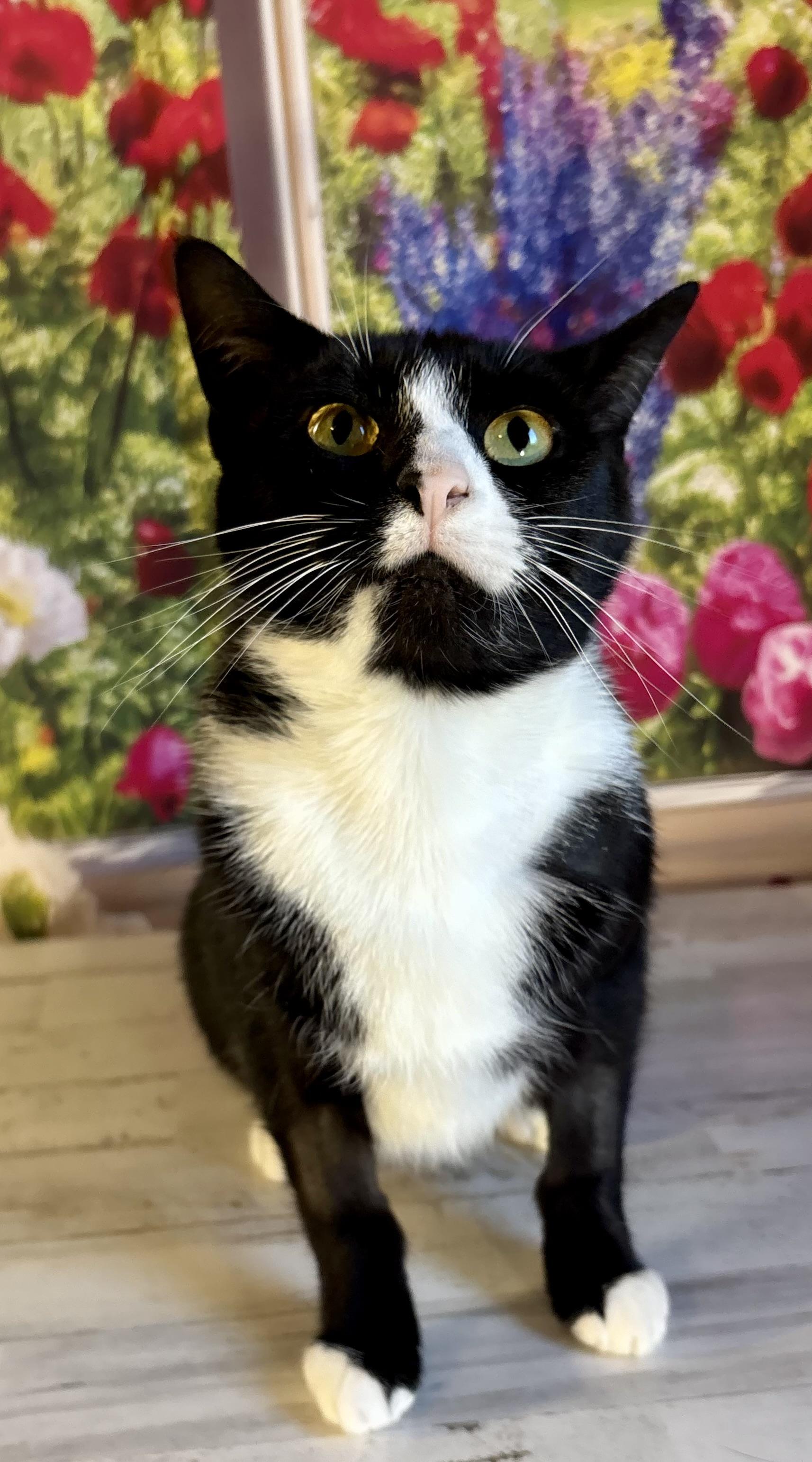 Enlarge Bunny and Peep, a ADOPTABLE Domestic Short Hair in Orient, OH image 4/5