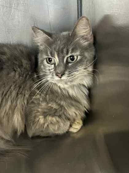 Enlarge Marilyn, a Adoptable mixed breed in Bartlesville, OK image 1/1