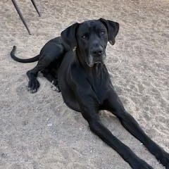 Enlarge Tyr, an adoptable Great Dane in Bernalillo, NM image 3/3