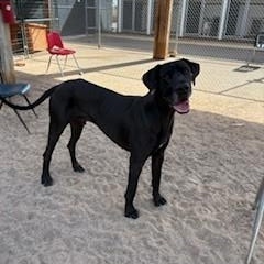 Enlarge Tyr, an adoptable Great Dane in Bernalillo, NM image 2/3