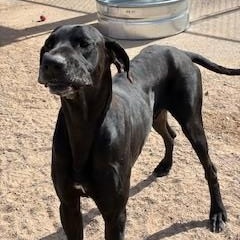 Tyr, adoptable, Adult Male Great Dane.