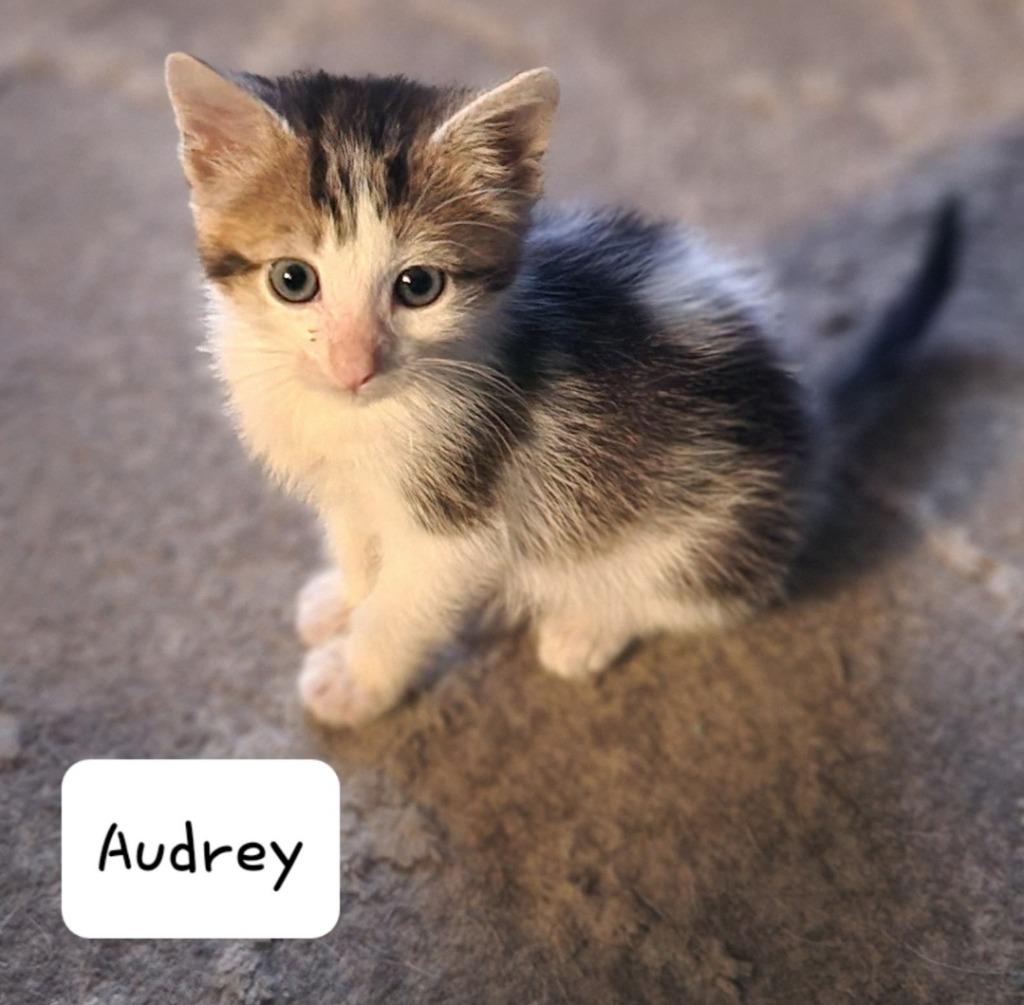 Enlarge Audrey, a Adoptable mixed breed in San Jacinto, CA image 1/2