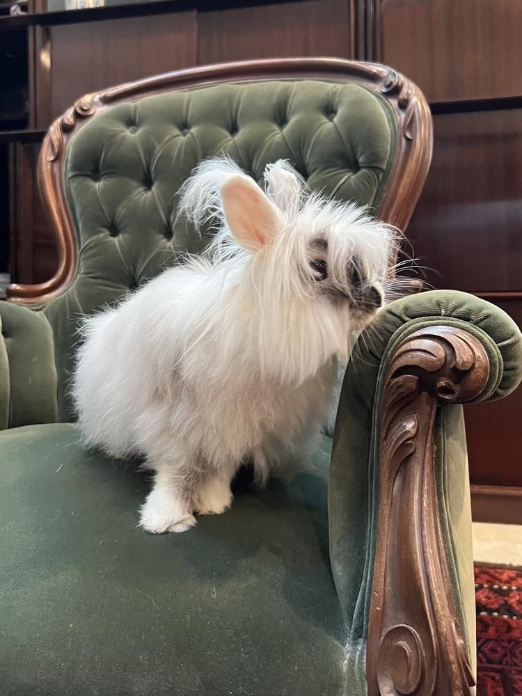Whimsy, Adoptable, Adult Female Lionhead.