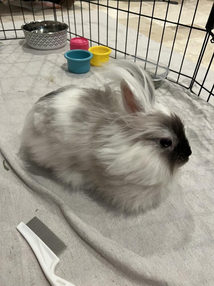 Enlarge Whimsy, a Adoptable mixed breed in Longwood, FL image 2/6