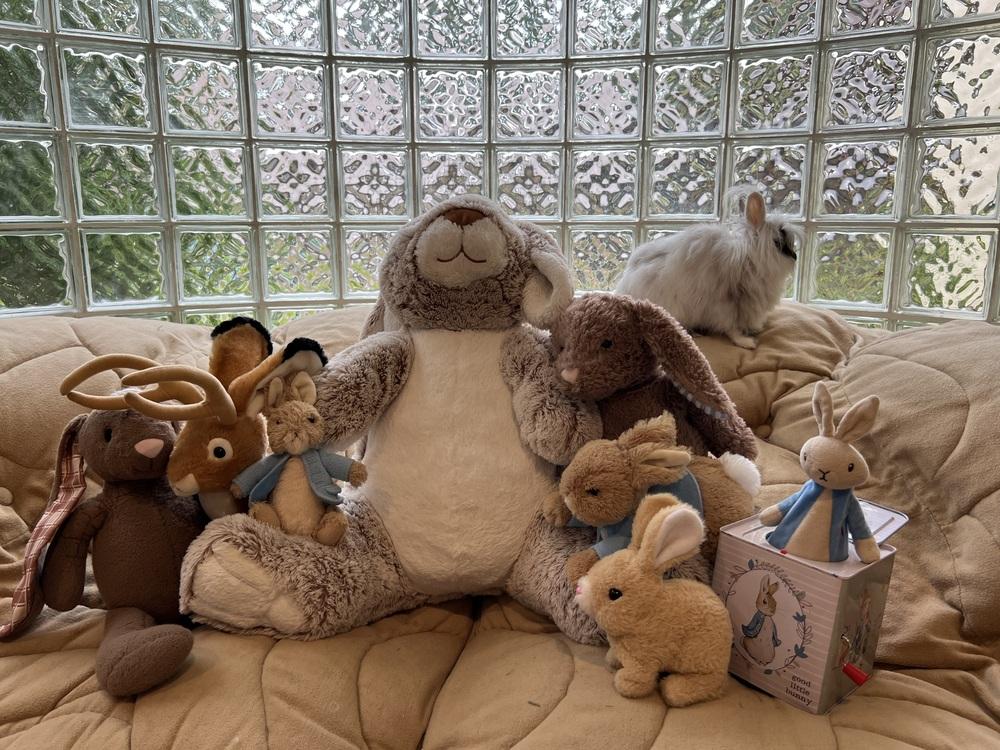 Enlarge Whimsy, a Adoptable mixed breed in Longwood, FL image 3/6