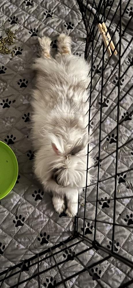 Enlarge Whimsy, a Adoptable mixed breed in Longwood, FL image 6/6