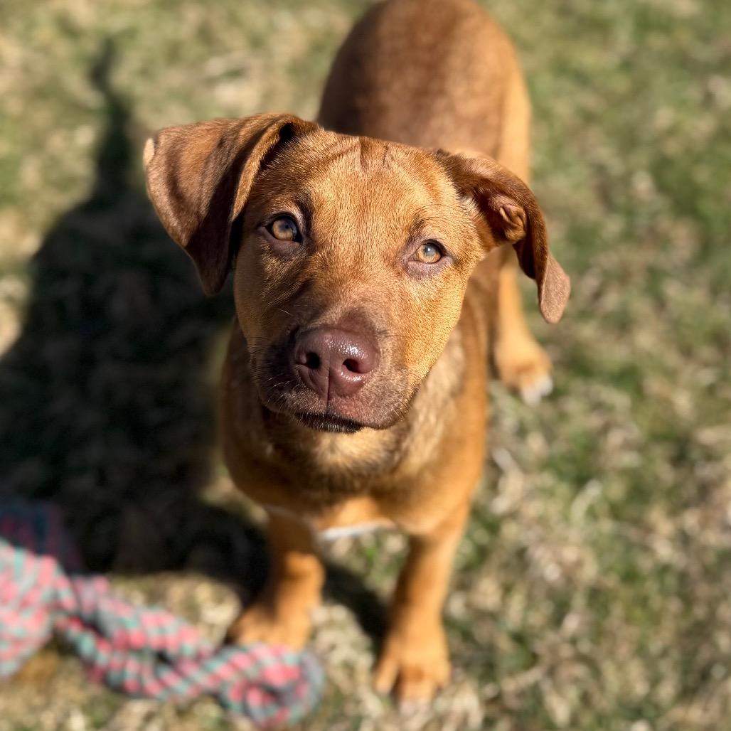 CT Bandit, Adoptable, Puppy Male Labrador Retriever & Mixed Breed.
