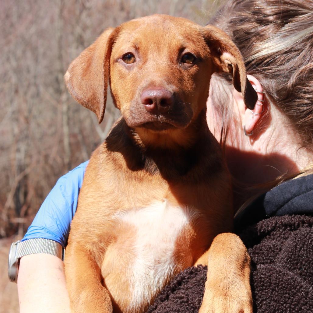 CT Bandit, a Adoptable mixed breed in Eastford, CT image 2/6