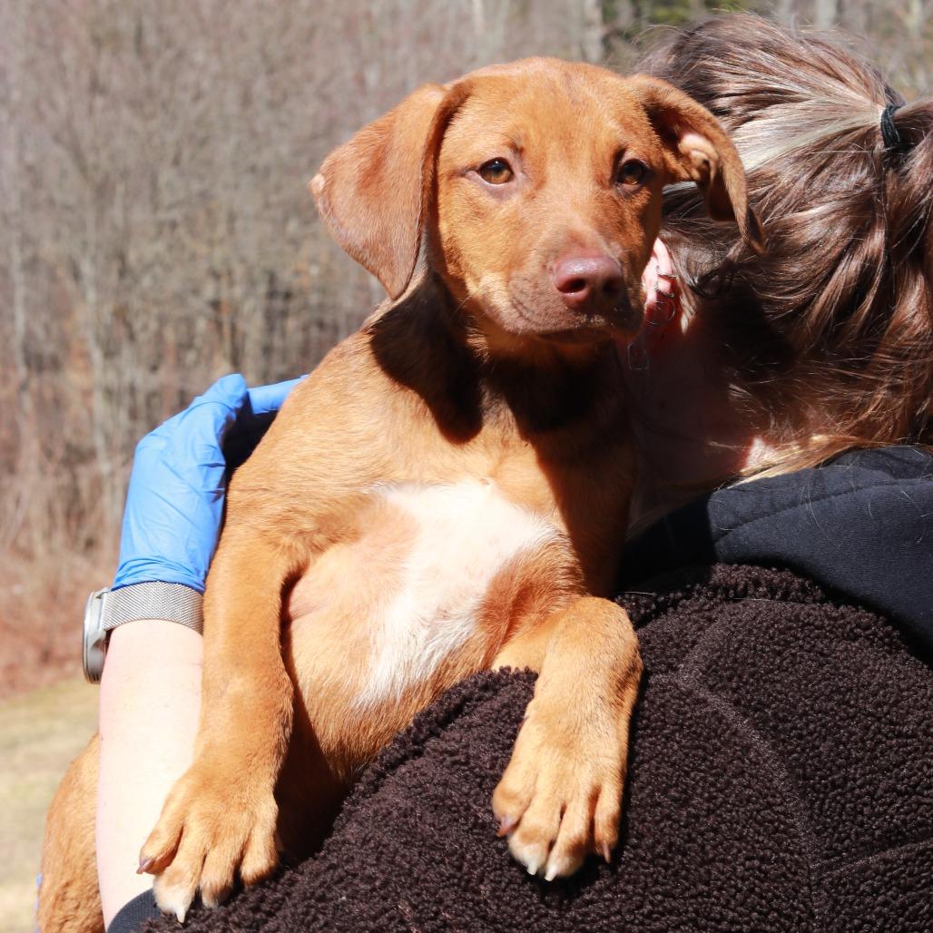 CT Bandit, a Adoptable mixed breed in Eastford, CT image 3/6
