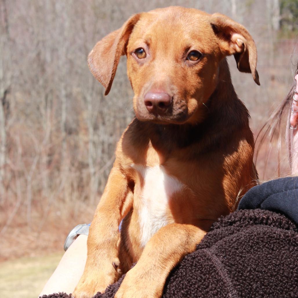 CT Bandit, a Adoptable mixed breed in Eastford, CT image 6/6
