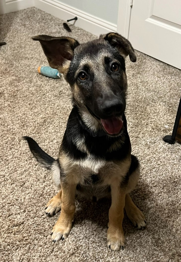 Milo, Adopted, Puppy Male German Shepherd Dog.
