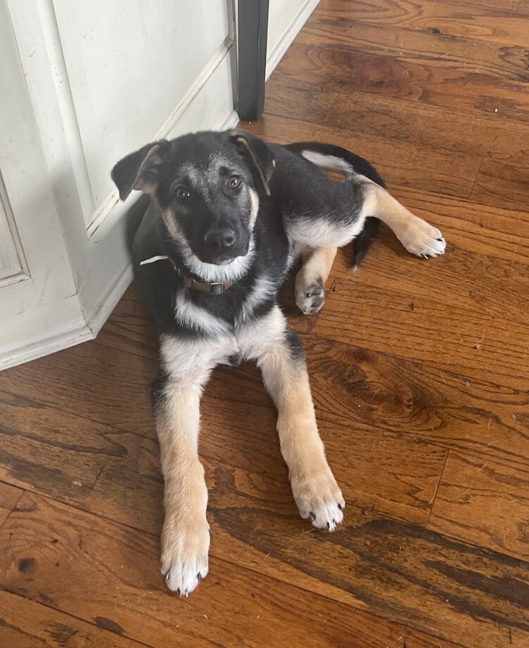 Milo, a Adopted German Shepherd Dog in Cedar Hill, TX image 2/15