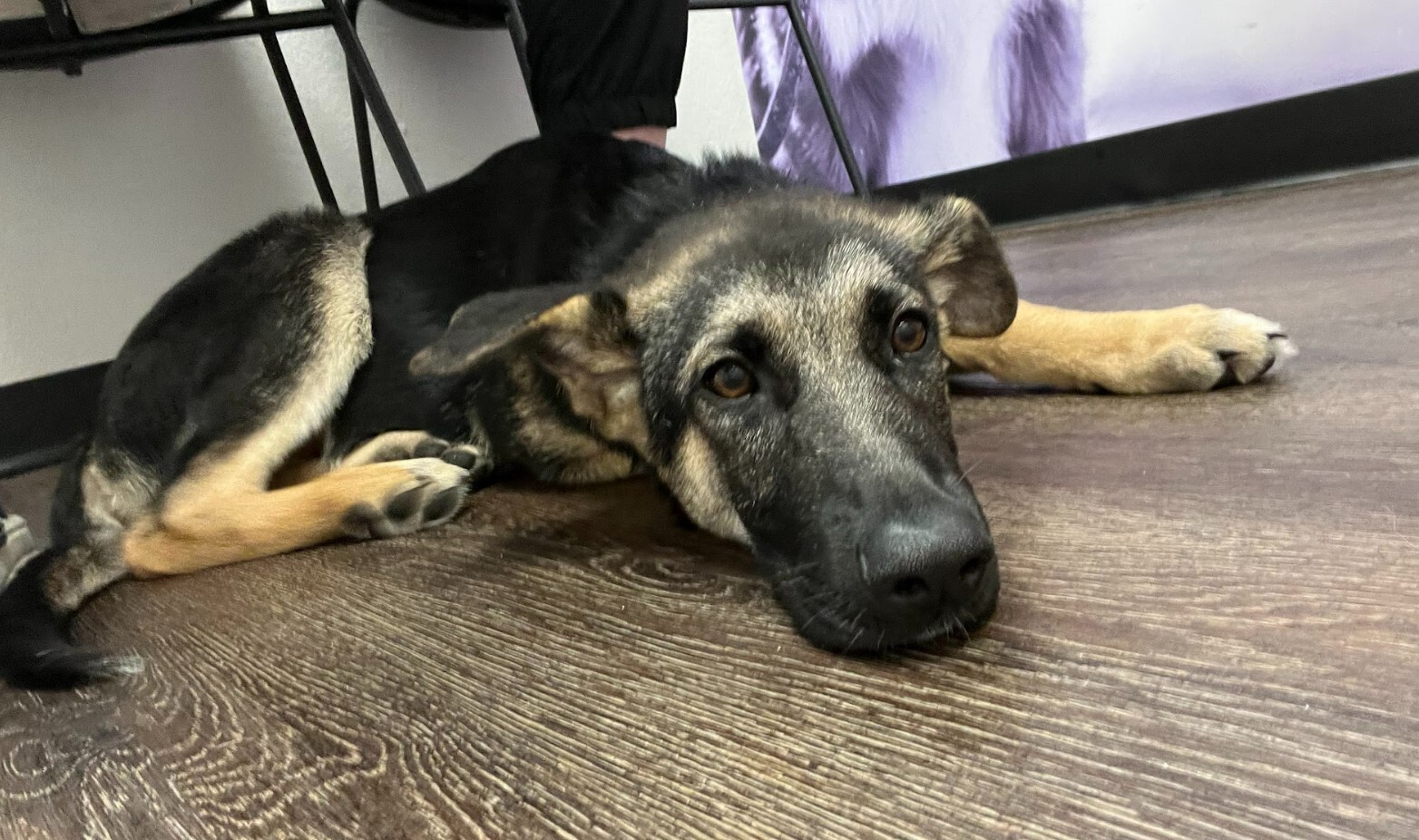 Milo, a Adopted German Shepherd Dog in Cedar Hill, TX image 3/15