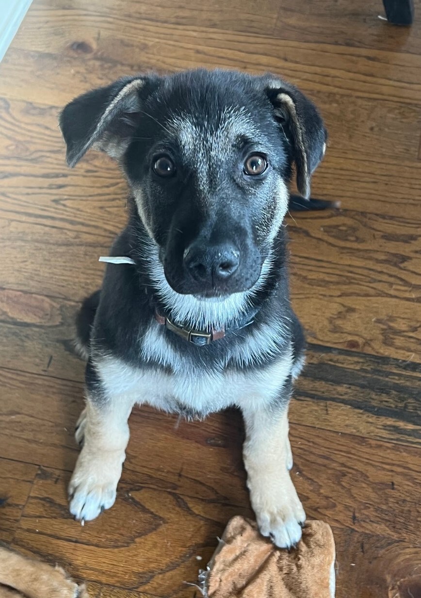 Milo, a Adopted German Shepherd Dog in Cedar Hill, TX image 4/15