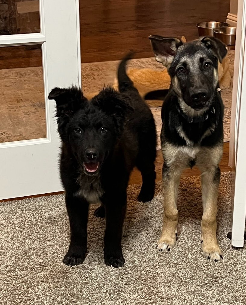 Milo, a Adopted German Shepherd Dog in Cedar Hill, TX image 6/15