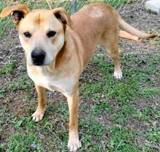 Enlarge Jadon, a ADOPTABLE mixed breed in Chelmsford, MA image 3/5