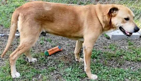 Enlarge Jadon, a ADOPTABLE mixed breed in Chelmsford, MA image 5/5