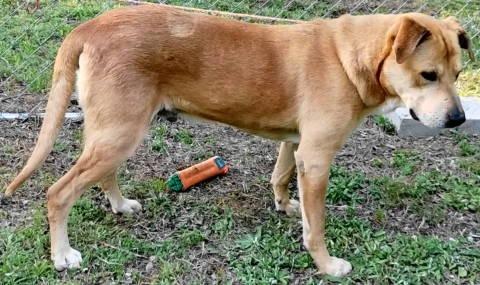 Enlarge Jadon, a ADOPTABLE mixed breed in Chelmsford, MA image 4/5