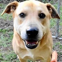Enlarge Jadon, a ADOPTABLE mixed breed in Chelmsford, MA image 1/5