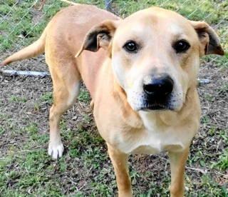 Enlarge Jadon, a ADOPTABLE mixed breed in Chelmsford, MA image 2/5