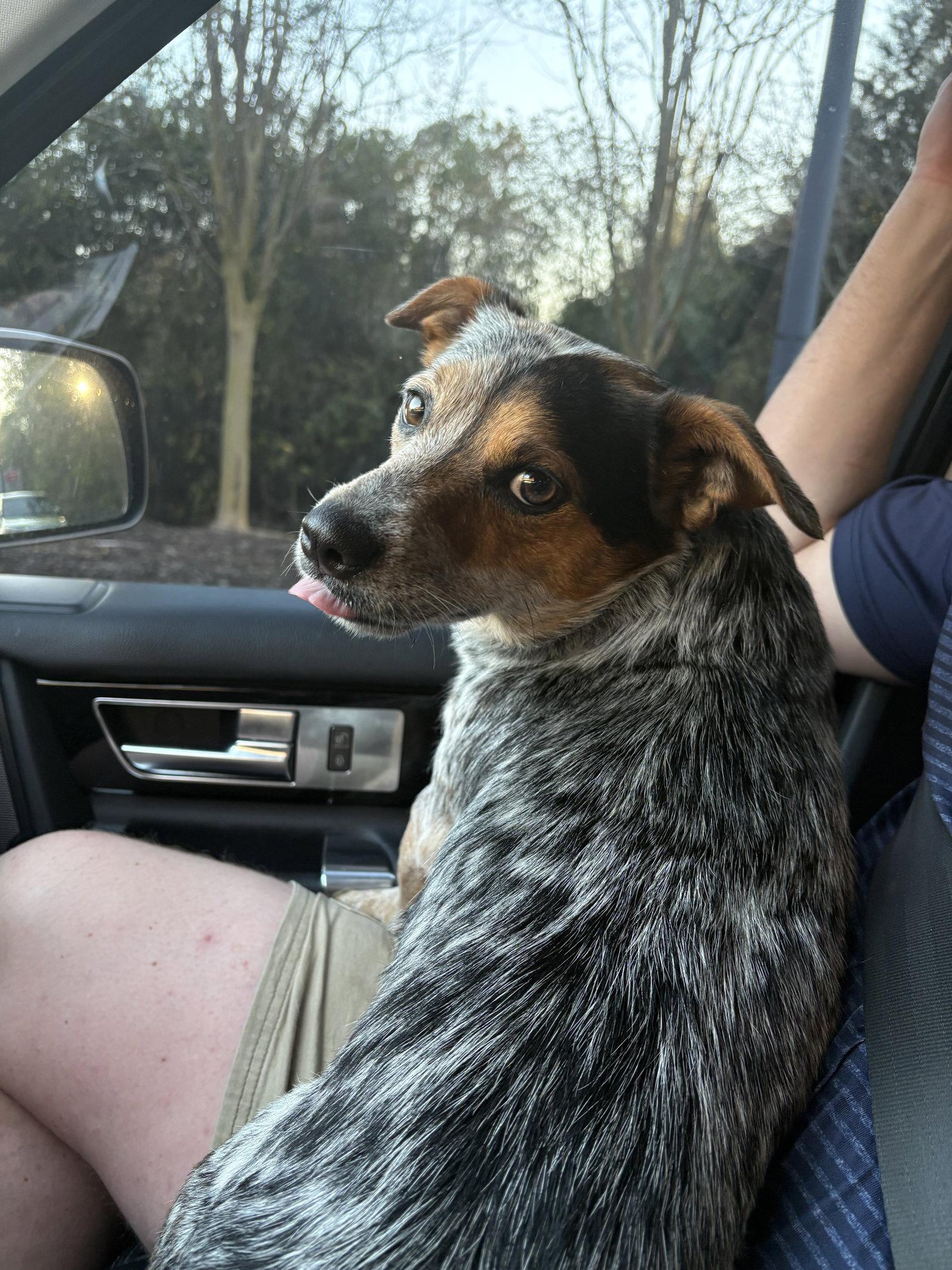 Bluey, Adopted, Adult Male Jack Russell Terrier & Australian Cattle Dog / Blue Heeler.