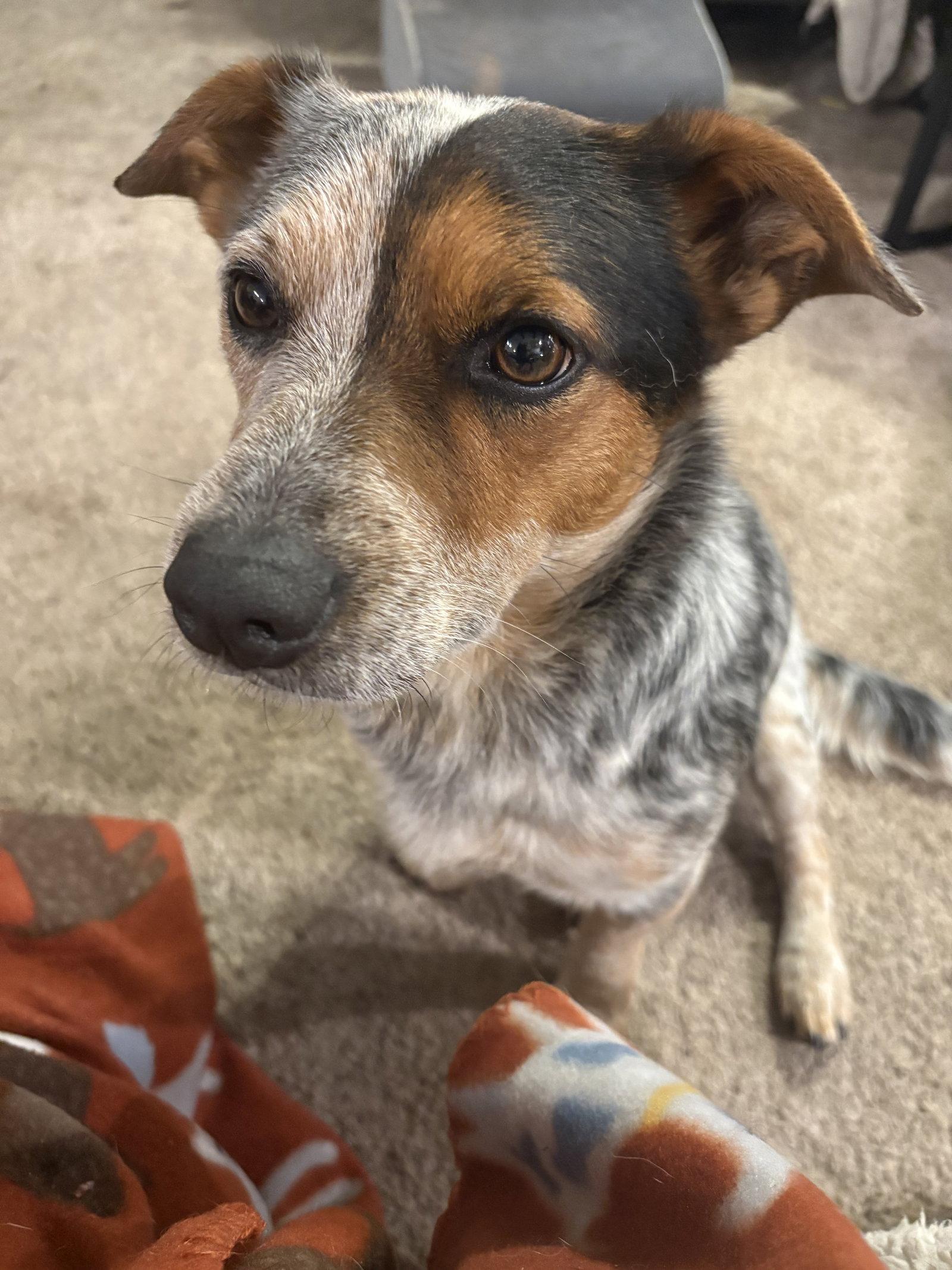 Enlarge Bluey, a Adopted mixed breed in Mount Pleasant, SC image 3/3