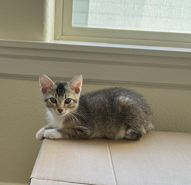 Kevy, a ADOPTABLE Domestic Short Hair in Portland, OR image 6/6