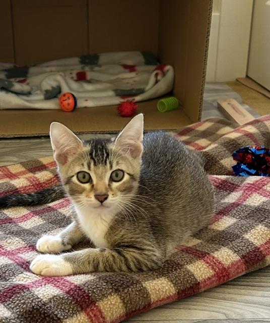 Kevy, a ADOPTABLE Domestic Short Hair in Portland, OR image 4/6