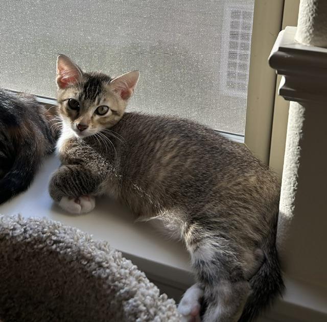 Kevy, a ADOPTABLE Domestic Short Hair in Portland, OR image 3/6